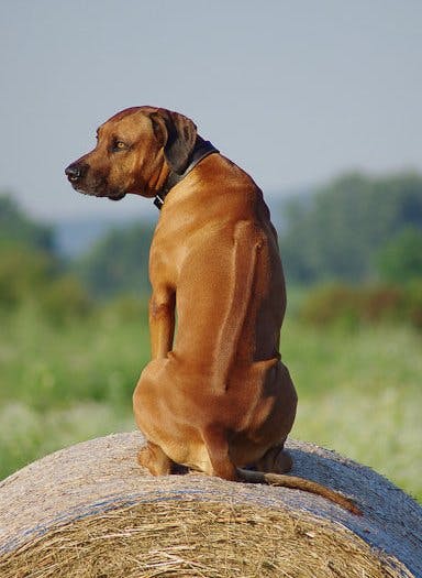 Родезийский риджбек: фото, описание и характер породы собаки