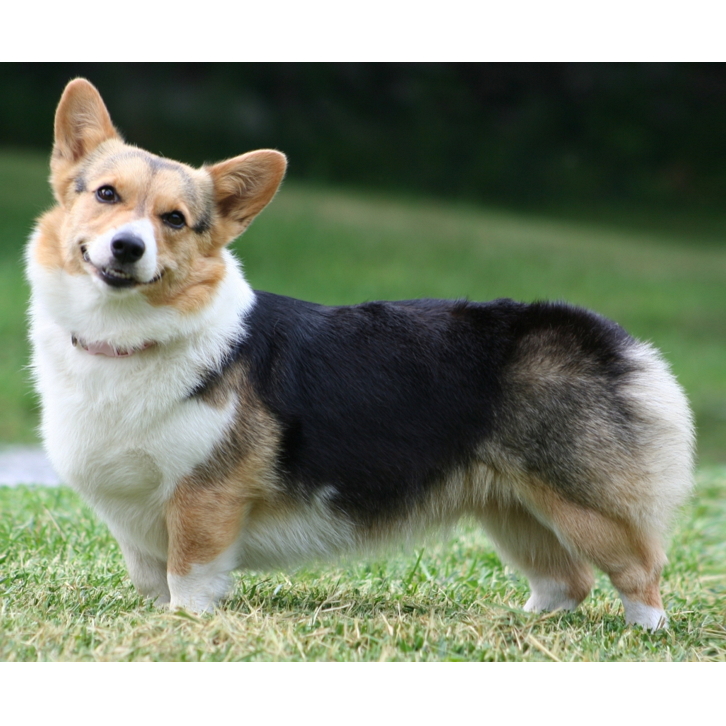 собака вельш-корги пемброк