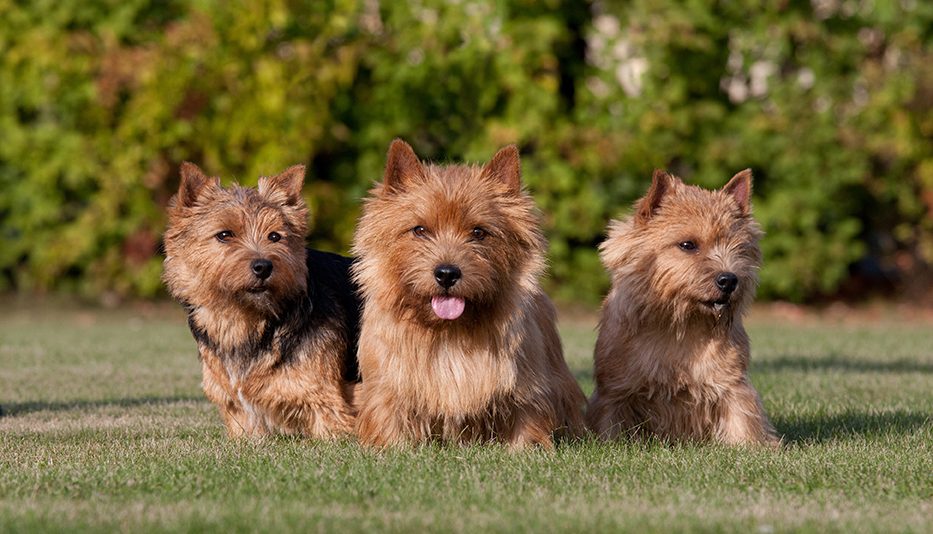 окрас породы Норвич-терьер