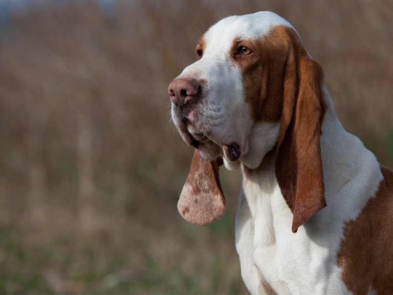 окрас породы Испанская гончая