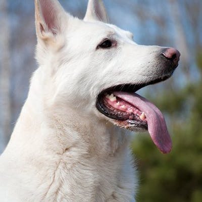 собака породы Шведский белый элкхунд