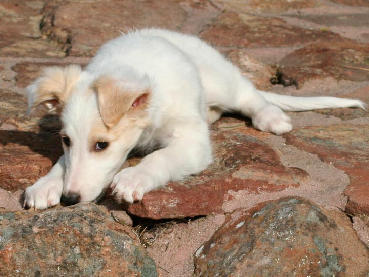 щенок породы Шелковистый виндхаунд