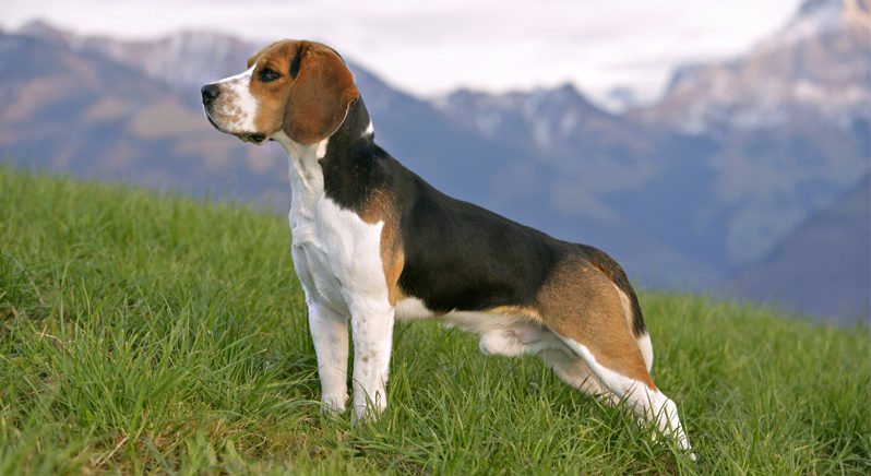 Бигль: фото собаки, описание породы, цена щенков и уход