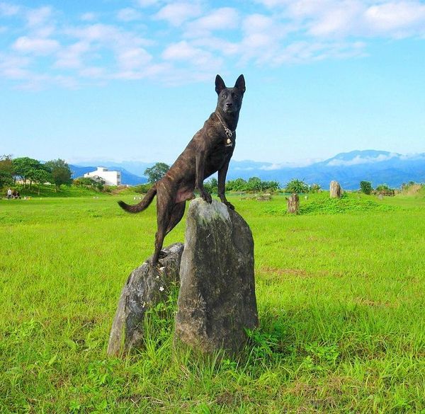 Тайваньская собака - фото, цена, описание, видео