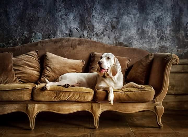 Фарфоровая гончая