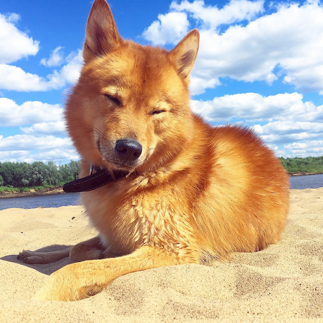 окрас породы Финский шпиц