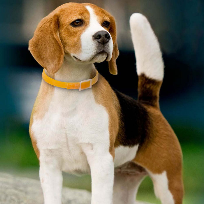 Гончая Гамильтона