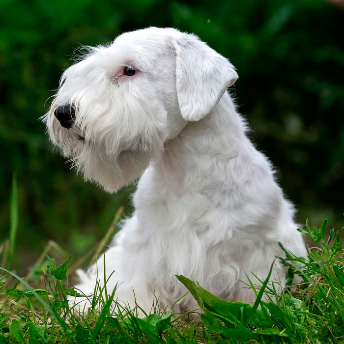 Силихем-терьер