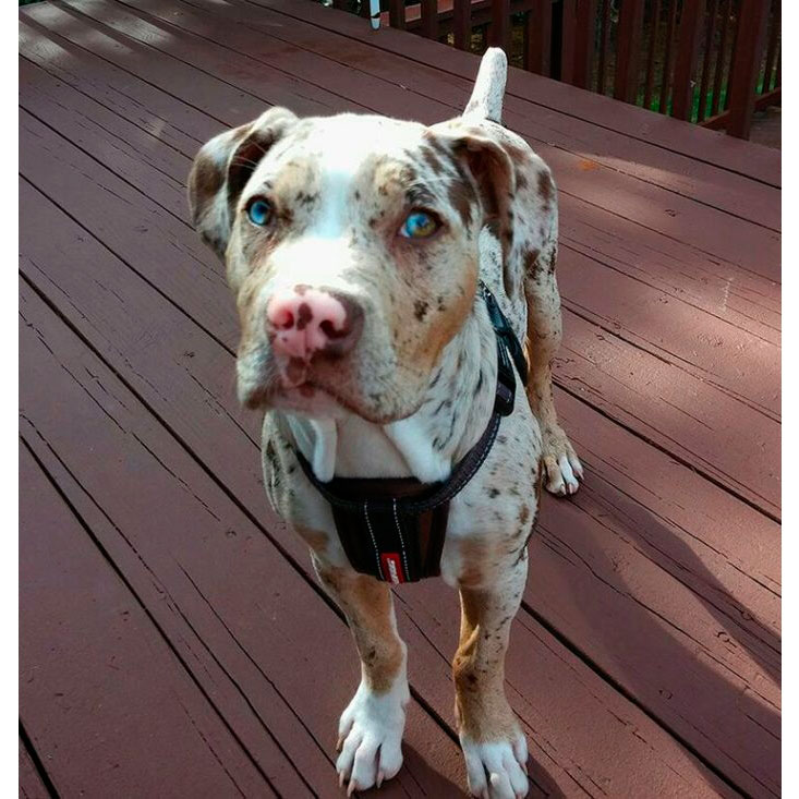 Бульдог Катахулы