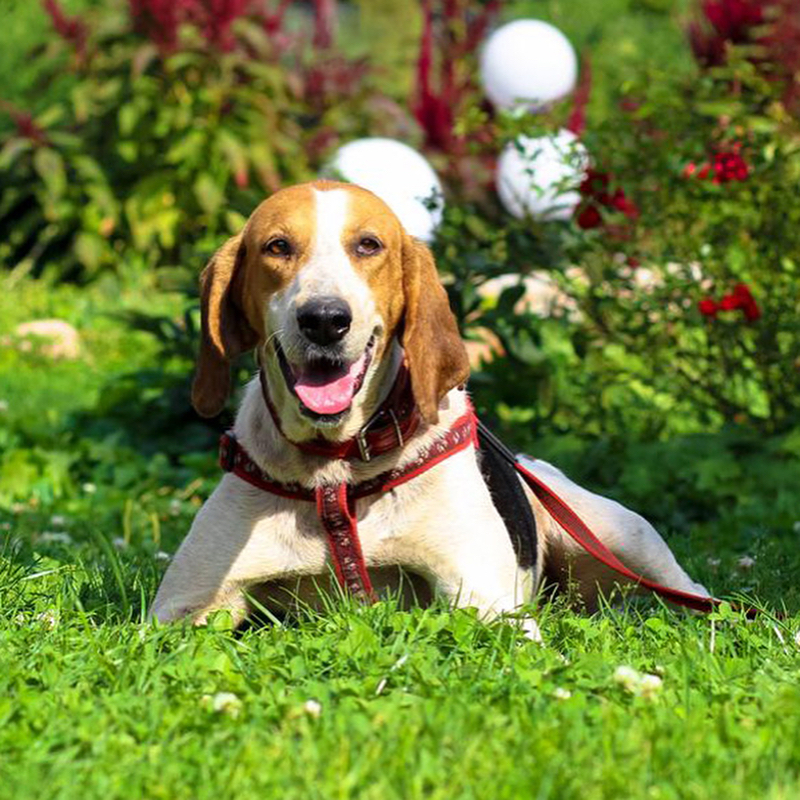 Русская пегая гончая