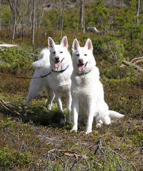 фото породы Шведский белый элкхунд