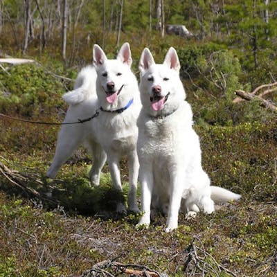 фото породы Шведский белый элкхунд