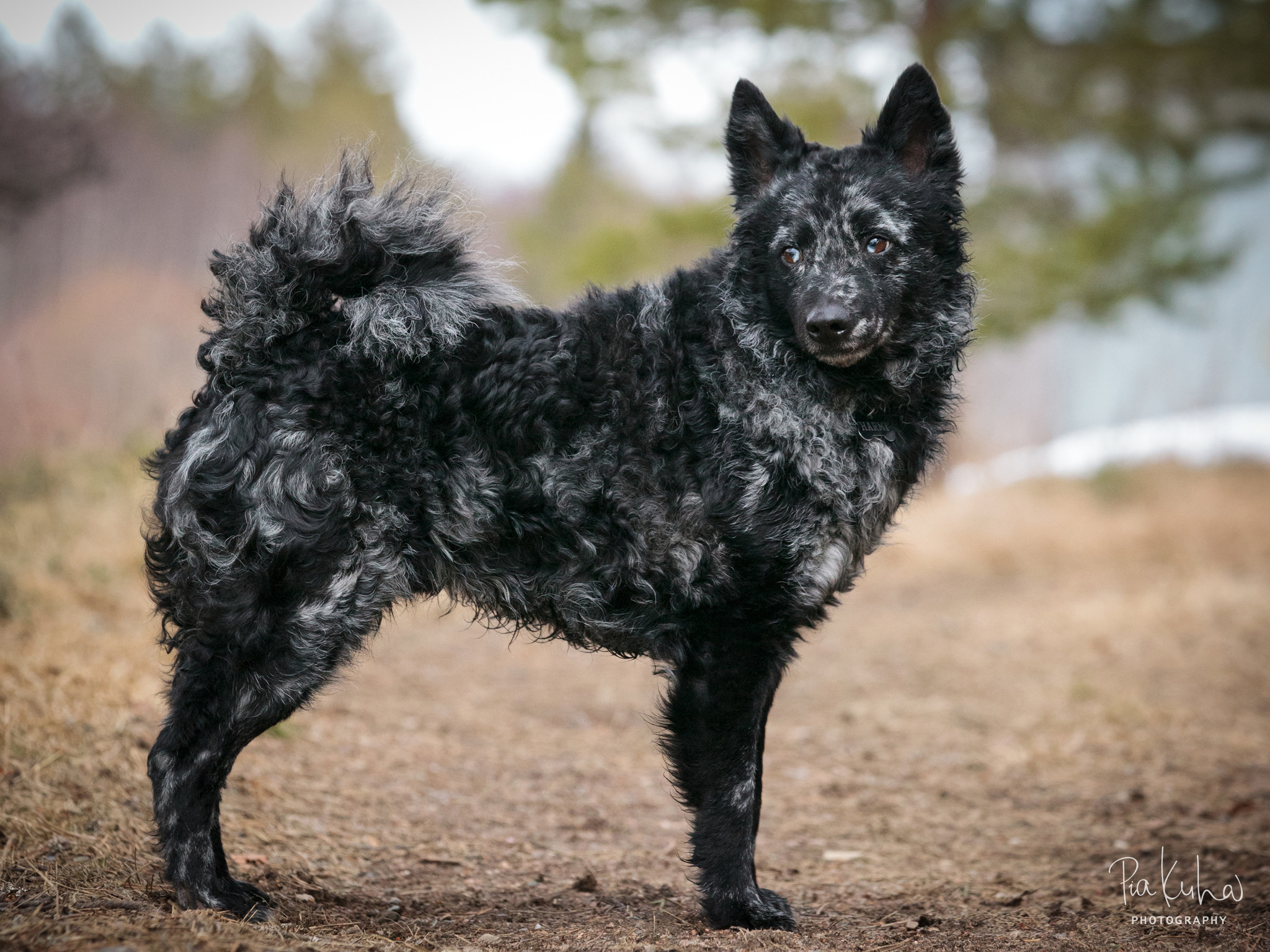 размер породы Муди