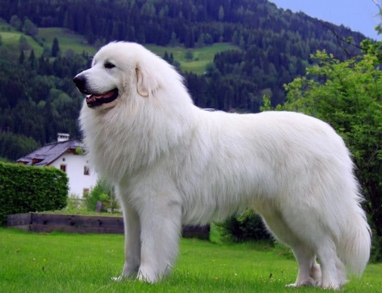 Пиренейская горная собака - все о породе