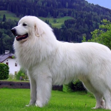размер породы Пиренейская горная собака