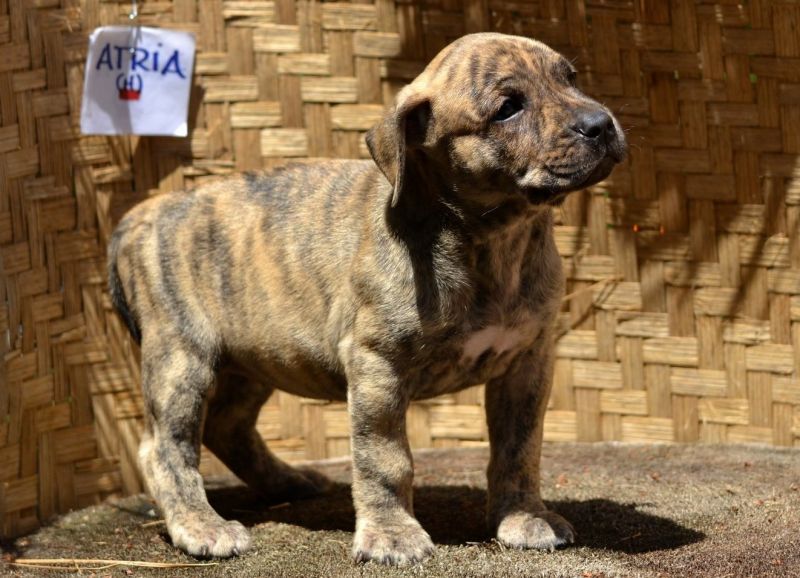 щенок породы Уругвайский симаррон