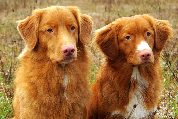 Новошотландский ретривер собака - фото, цена, описание, видео