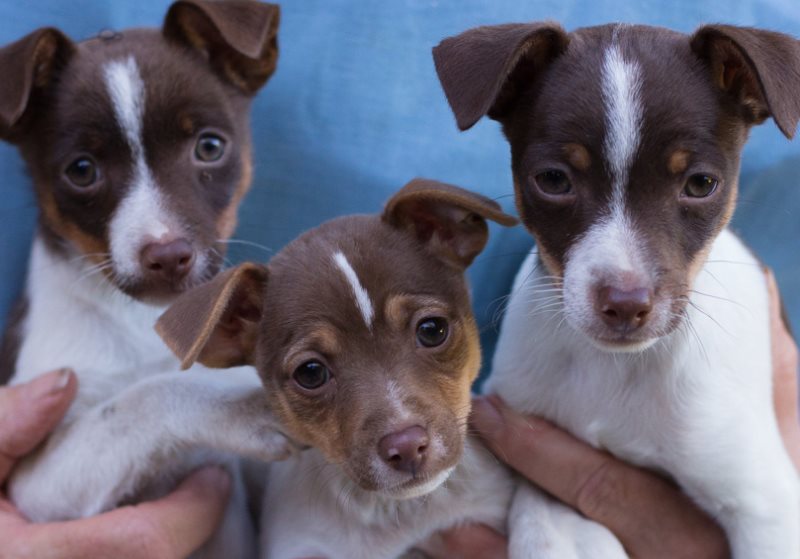 щенки породы Тентерфилд-терьер