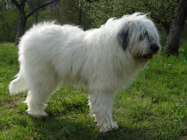 фото породы Румынская миоритская овчарка