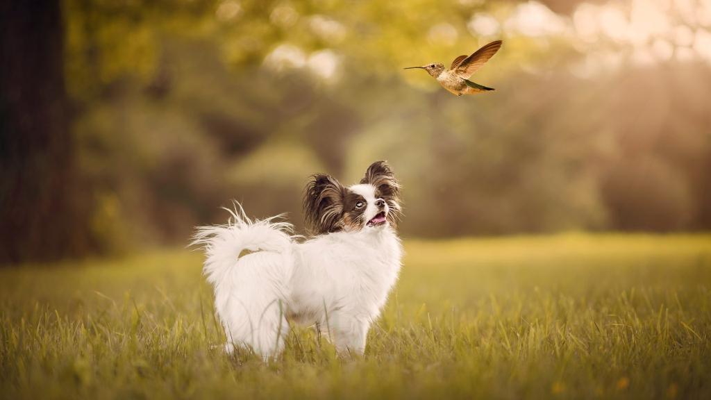 собака Папильон