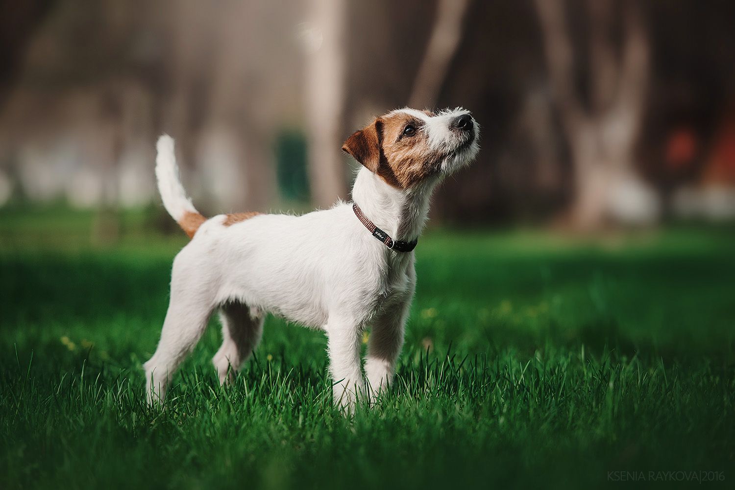 размер породы Парсон-рассел-терьер