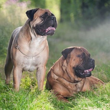 БУЛЬМАСТИФ: Фото, описание, характер, цена собаки, отзывы | На DogWorld