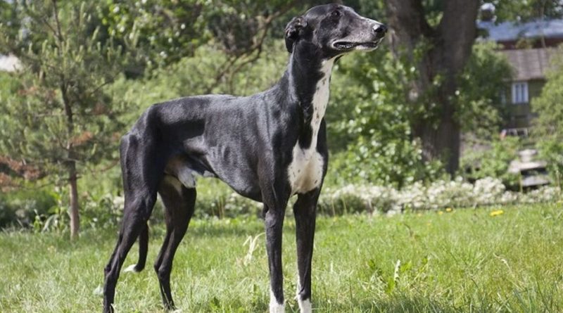 Хортая борзая