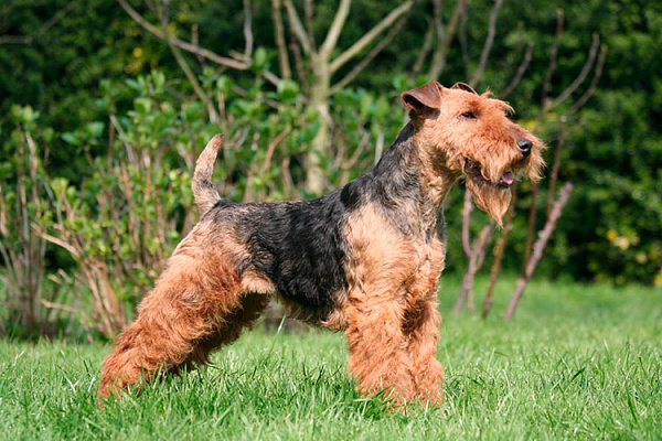 разме собаки вельштерьер