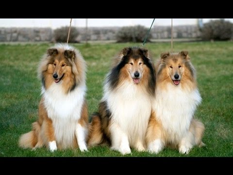 Қатал секс және қара порно онлайн