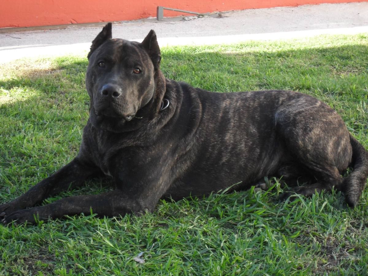 окрас породы Уругвайский симаррон