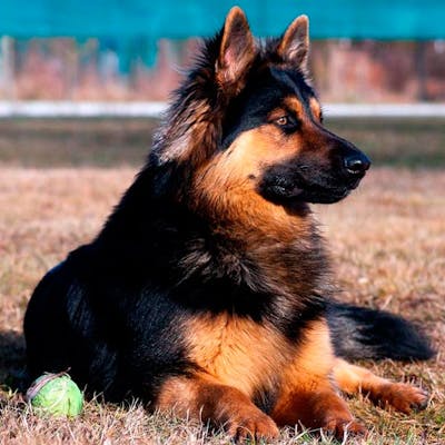 Чешская пастушья собака - фото, цена, характеристика, вес, рост: все, что нужно знать
