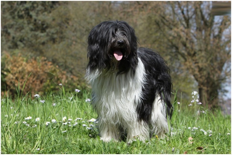 собака Шапендуа