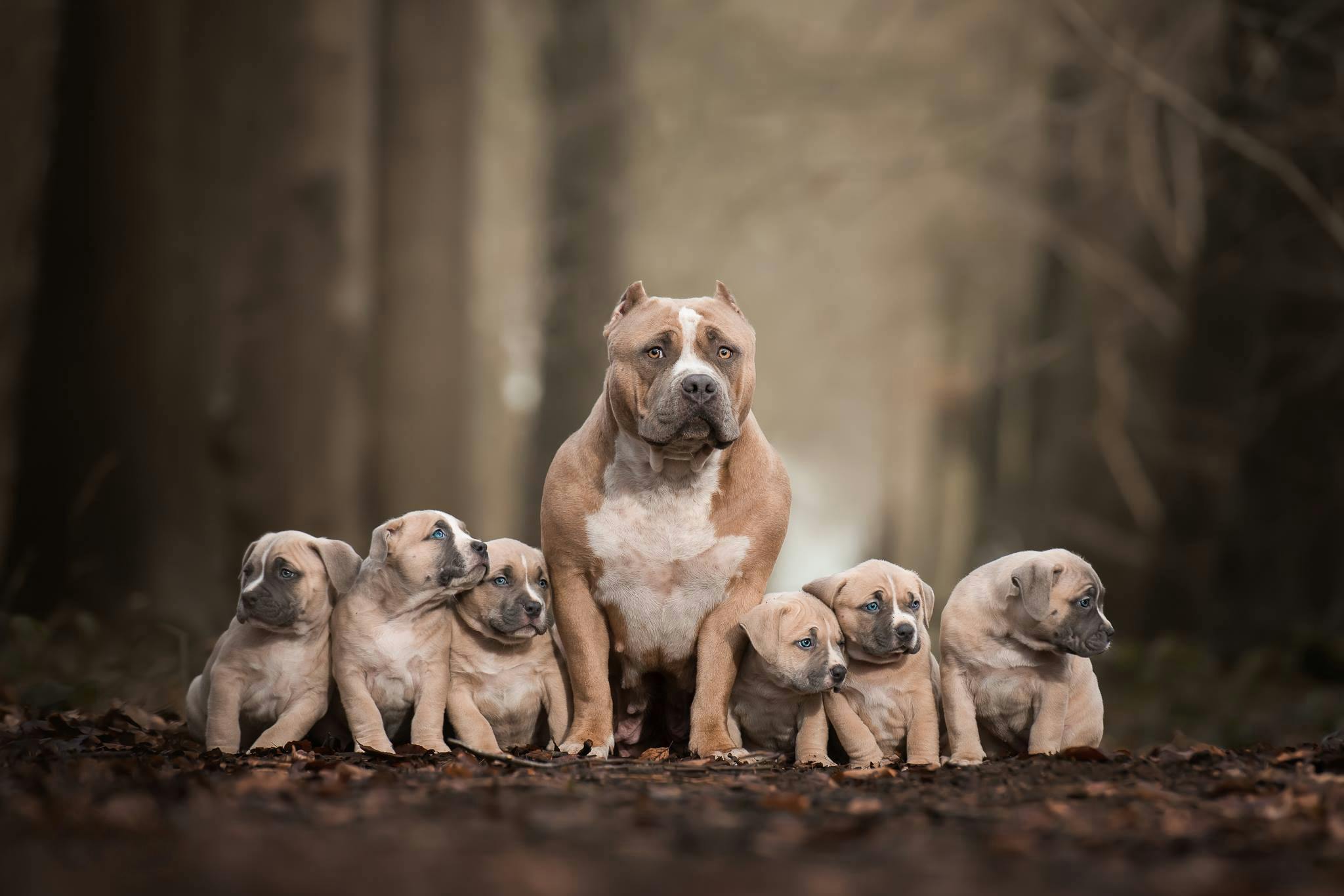 Pit bull terriers породы собак сша