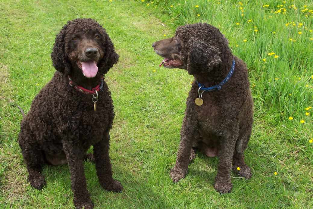 собаки породы Ирландский водяной спаниель