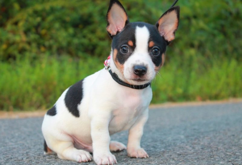 щенок породы Тедди-рузвельт-терьер