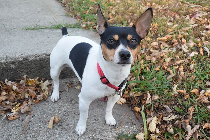 собака породы Тедди-рузвельт-терьер