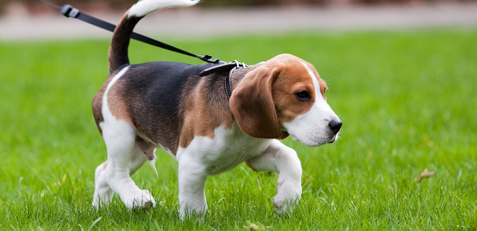 окрас породы Харьер