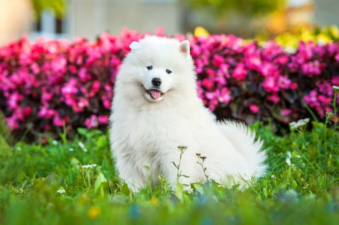 Порода большой белой собаки похожей на шпица