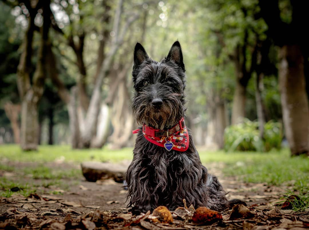 размер породы Шотландский терьер