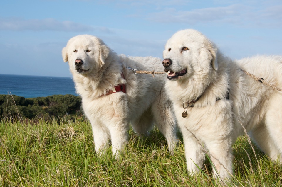 фото породы Мареммо-абруццкая овчарка