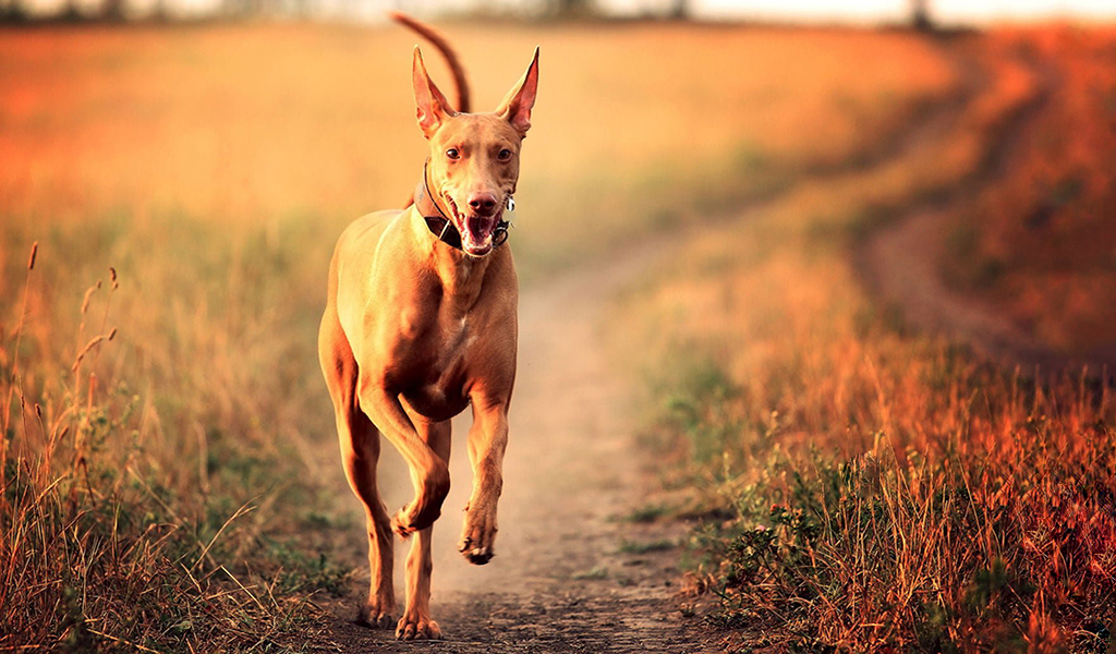 Фараоновая собака