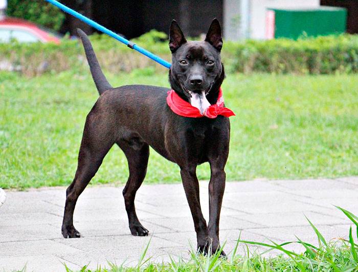 окрас породы Тайваньская собака