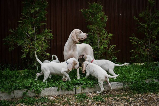мама и щн=енки породы Фарфоровая гончая