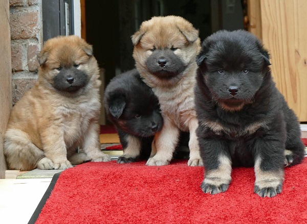 щенки породы Евразиер