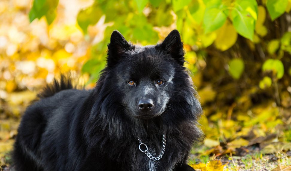 Шведский лаппхунд 