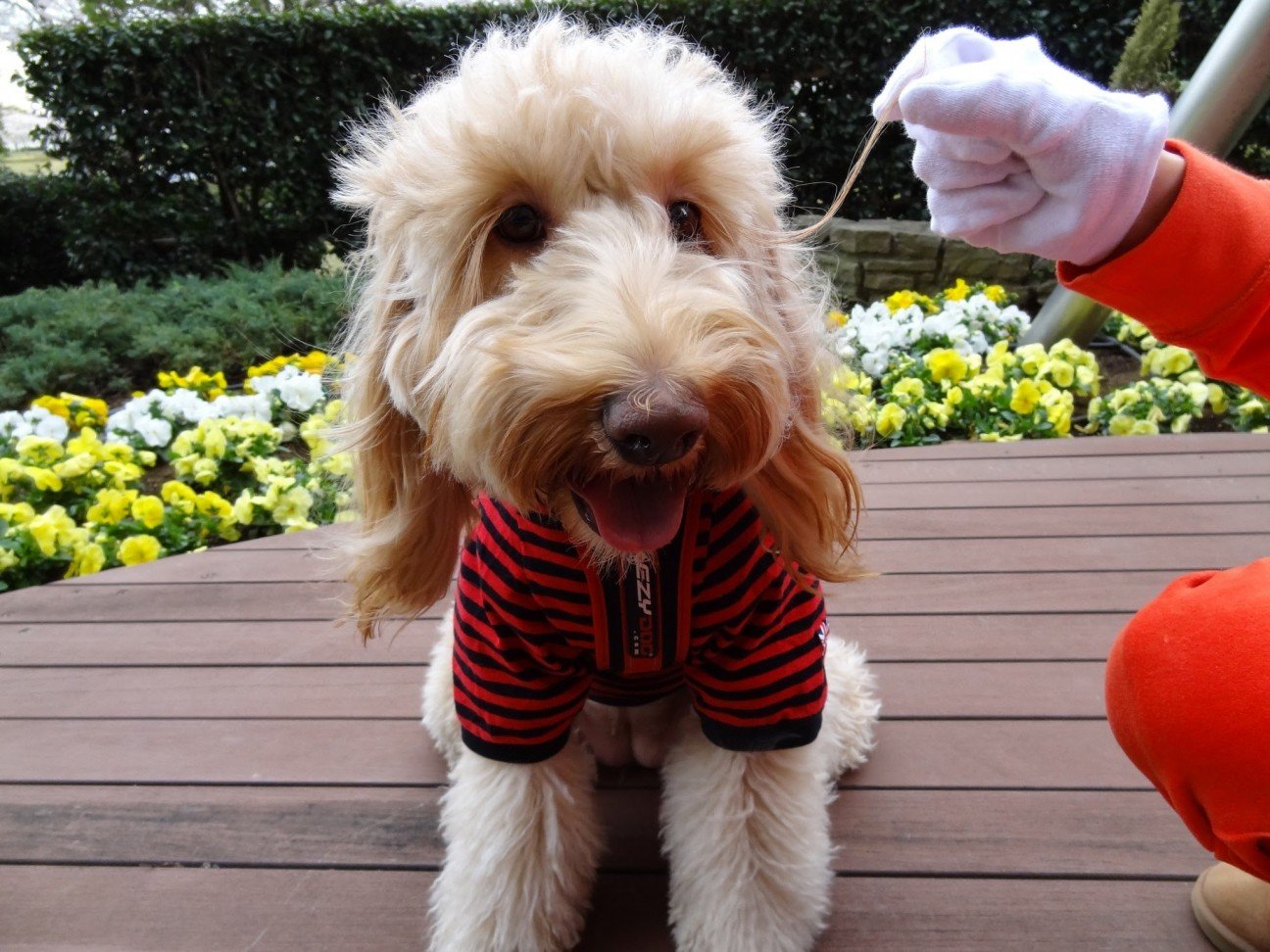 факт о породе Лабрадудль