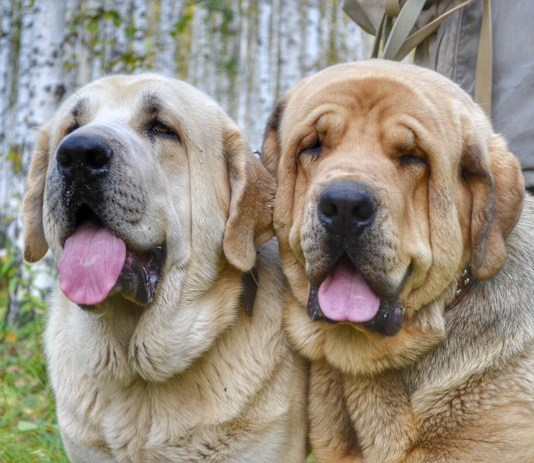 окрас породы Испанский мастиф