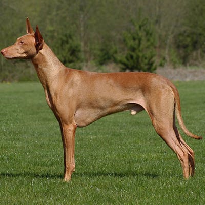 размер породы Фараоновая собака
