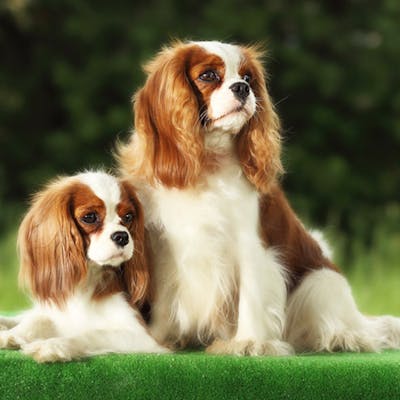 собаки породы Кавалер-кинг-чарльз-спаниель
