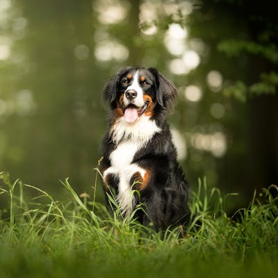 Бернский зенненхунд: фото, описание, характер, цена собаки, отзывы - все о породе